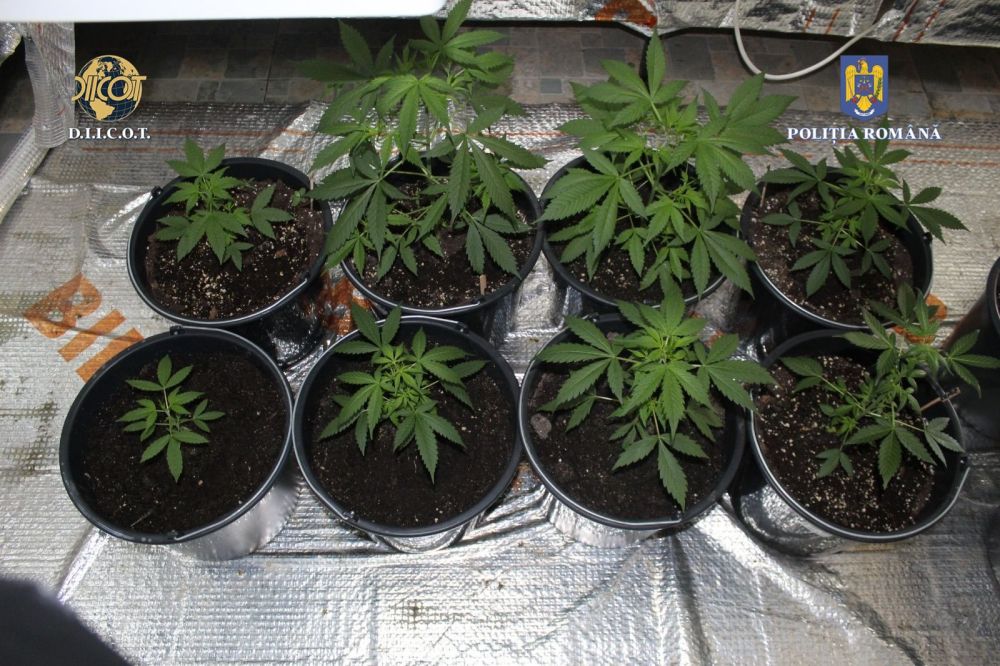 Tulcean arestat pentru trafic de droguri de risc, în formă continuată